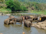 Pinnawala
Pinnawala, Elefantes, baño, río, Elephants, bath, river