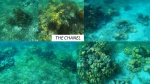 El Canal de la barrera de coral de Belice