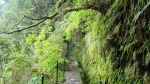 MADEIRA - LEVADA DO CALDEIRAO VERDE