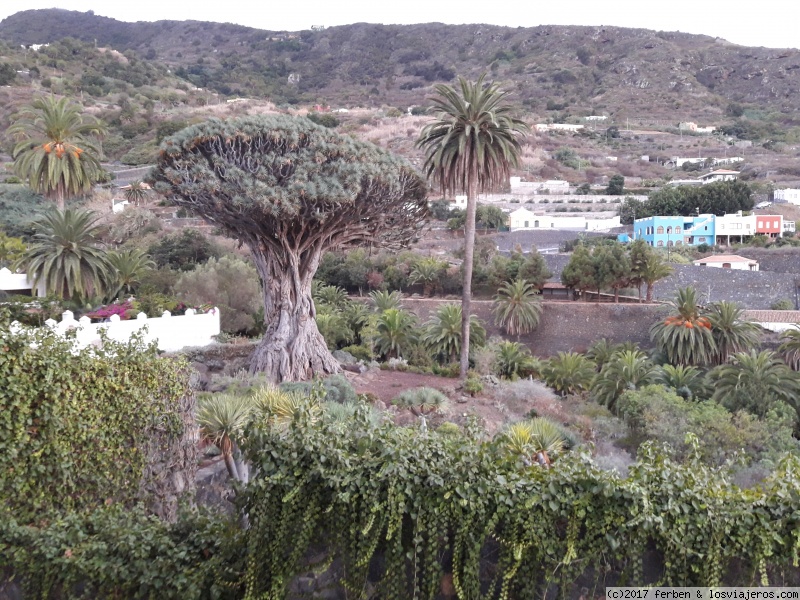 TENERIFE VISITA DE 3 DÍAS Y MEDIO - Blogs de España - DIA 2. BALLENAS EN LOS ACANTILADOS DE LOS GIGANTES. GARACHICO E ICOD DE LOS VINO (4)