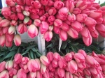 tulipanes en la Plaza del mercado en Bremen
