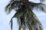 Plantación de especias
Zanzibar, Hotel Sultan Sands