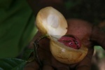 Plantacion de especies
Zanzibar, Hotel Sultan Sands