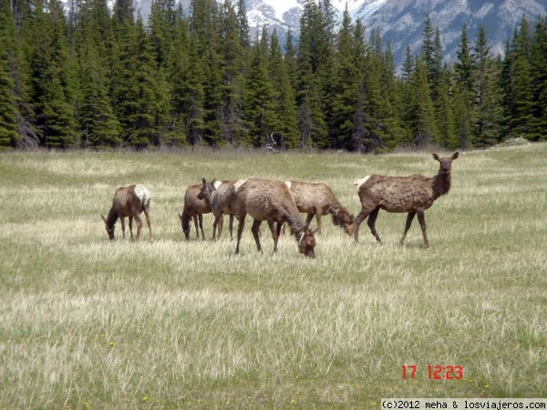 Fauna en las Rocosas
Deers paseando
