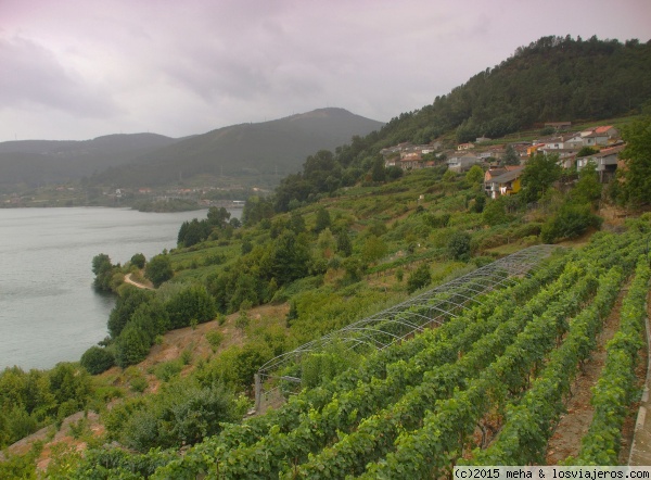 Viñedos en San Paio - Ribadavia
Viñedos hacia el embalde de Castrelo de Miño, en la comarca de O Ribeiro (Ourense)
