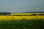 Los amarillos campos checos
amarillos, campos, checos, primavera