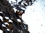 Rebecos en los Picos de Europa