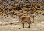 Vicuñas en la puna argentina