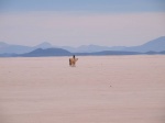 Llamas en el salar de Uyuni