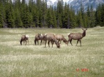Deers in Rockies