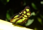 Mariposa en Iguaçu