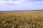 Campos de arroz