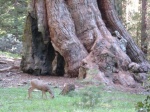 La sequoia gigante