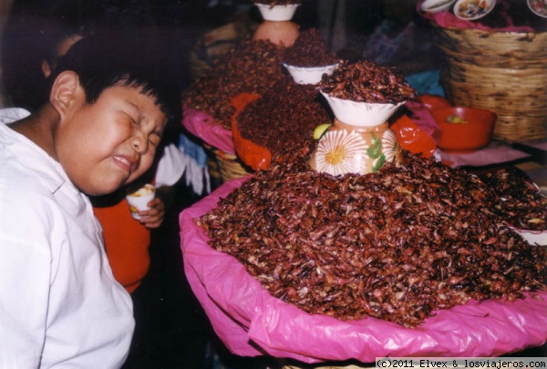 Chapulines
En el Estado de Oaxaca es costumbre comer chapulines, a modo de aperitivo, acompañados de alguna bebida, normalmente cerveza. Se trata de pequeños saltamontes o grillos tostados con sal.
