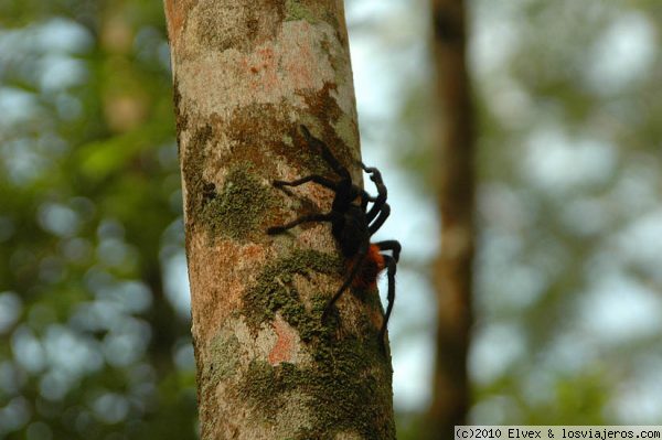 Tarántula en Riviera Maya
Una tarántula, junto a las bicicletas que se usan para llegar hasta la zona arqueológica de Cobá, en Riviera Maya.
