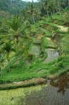 Arrozales en Bali
arrozales