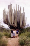 Cactus Candelabro