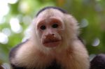 Monos en Cahuita
monos cara blanca cahuita costa rica