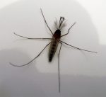 Mosquitos en Costa Rica