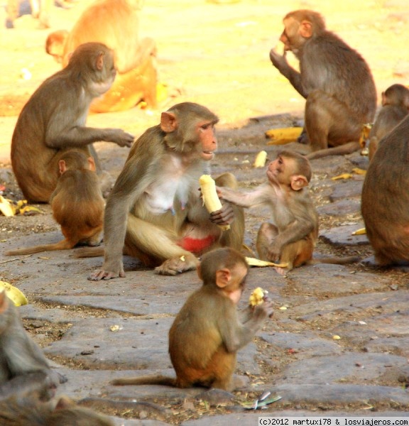 MONOS COMPARTIENDO COMIDA
Un grupo de monos comiendo platanos. Estaban de lo más contentos. La foto fue tomada en el camino al templo de galta en Jaipur

