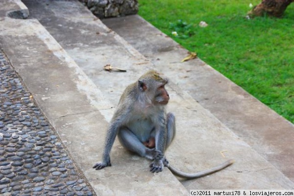 MONOS EN BALI
Los monos en Bali estan en muchos sitios sagrados, son animales intocables.
