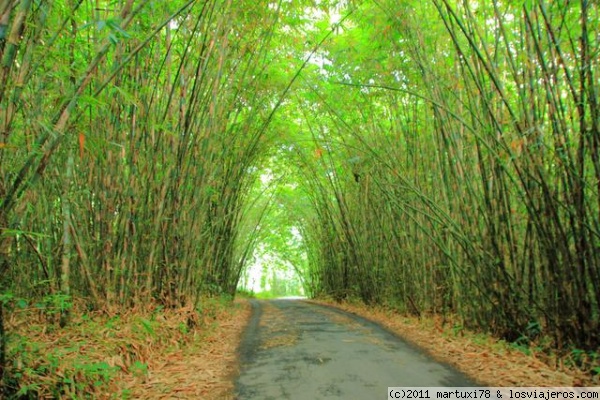 BOSQUE DE BAMBU - BALI
Carretera en un bosque de Bambú antes de llegar a la aldea de Penglipuran. La carretera era tan bonita que parecía de cuento.
