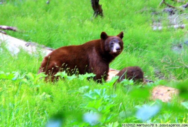 OSO EN EL PARQUE DE SEQUOIAS
Una osa negra con su cachorro en el parque nacional de Sequollas de California, al lado de la carretera
