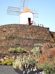 MOLINO LANZAROTEÑO
MOLINO, LANZAROTEÑO, Este, Lanzarote, típico, molino, estaba, jardín, cactus