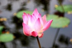 LOTUS FLOWER BALI