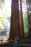 MUIR WOODS