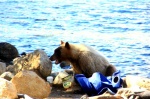 EL GRIZZLY TERMINA SU BANQUETE
GRIZZLY, TERMINA, BANQUETE, grizzly, mammoth, lakes, termina, banquete, después, haber, inspeccionado, bien, mochila, unos, pescadores