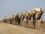 Caravana de camellos - Danakil