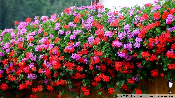Balcon Florido Plants Balcon Florido Plants