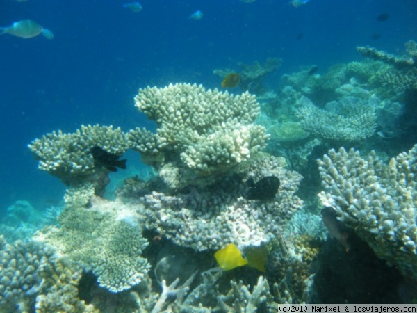 Kandholhu, bajo el agua
Increible jardin coralino
