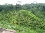 Bali Arrozales de Tagalagang