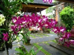 Bali Orquideas -1-
Bali, Orquideas, Distintas, tonalidades, clases, cual, bella, sobran, pocas