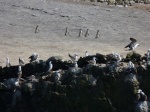 Pinguinos Paracas
