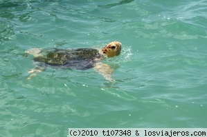 Sian Ka'an - tortuga
Tortuga que nos costo un ratito encontrar
