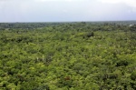 La selva
Cobá Riviera Maya Méjico
