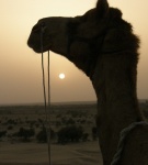 Paseo en Camello en el desierto de Jaisalmer (India)
camello Jaisalmer India