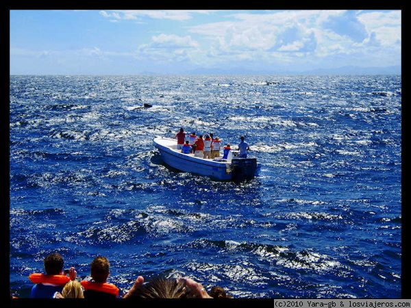 Ballenas jorobadas en Samanà
Avistamiento de ballenas jorobadas en Samanà
