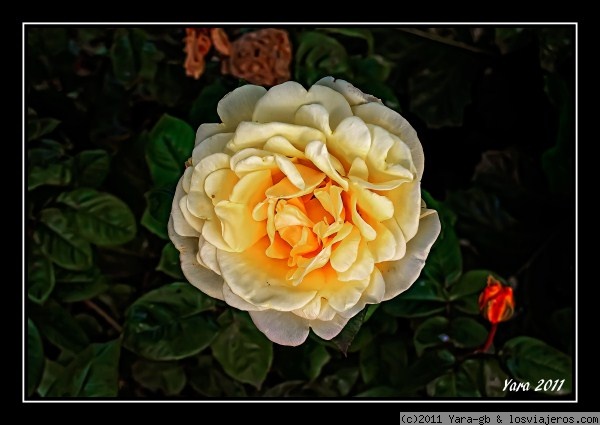 Rosa amarilla en un jardin de Ronda
Dicen que la rosa amarilla es simbolo de la amistad
