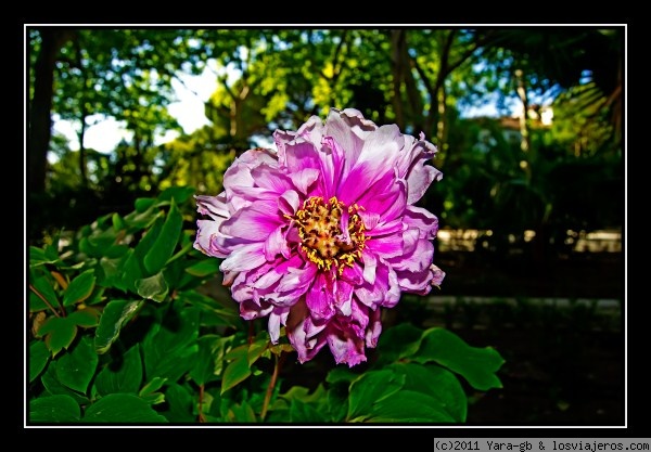 Flor en el Alameda de Ronda
Esta foto fuè tomada en el parque de la Alameda en Ronda
