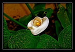 Cala en un jardin de Cadiz
Cala flor plantas