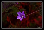 Flor en un jardin de Ronda
Flor, Ronda, Esta, jardin, primavera, esta, llena, flores, nunca