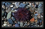 Sea urchin on a beach in Malaga