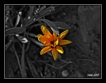 Flor en un jardin de Olvera