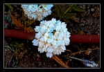 Flor en un jardin de Nerja