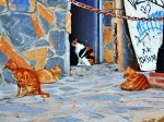 Nerja (Malaga) cat corner