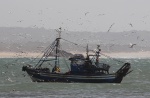 de pesca en Essaouira
Essaouira, Faneando, Marruecos, Llegada, pesca, bahia, puerto, barco, cargado, sardinas, gaviotas, revoloteando, caza, captura, cierto, precioso, ricas